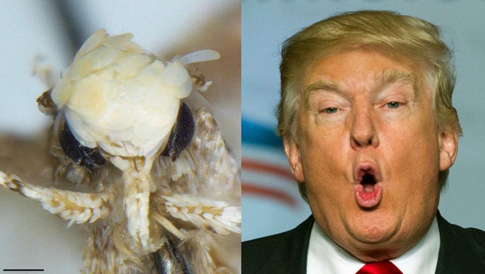 اكتشاف نوع جديد من الحشرات يحمل اسم الرئيس الأميركي