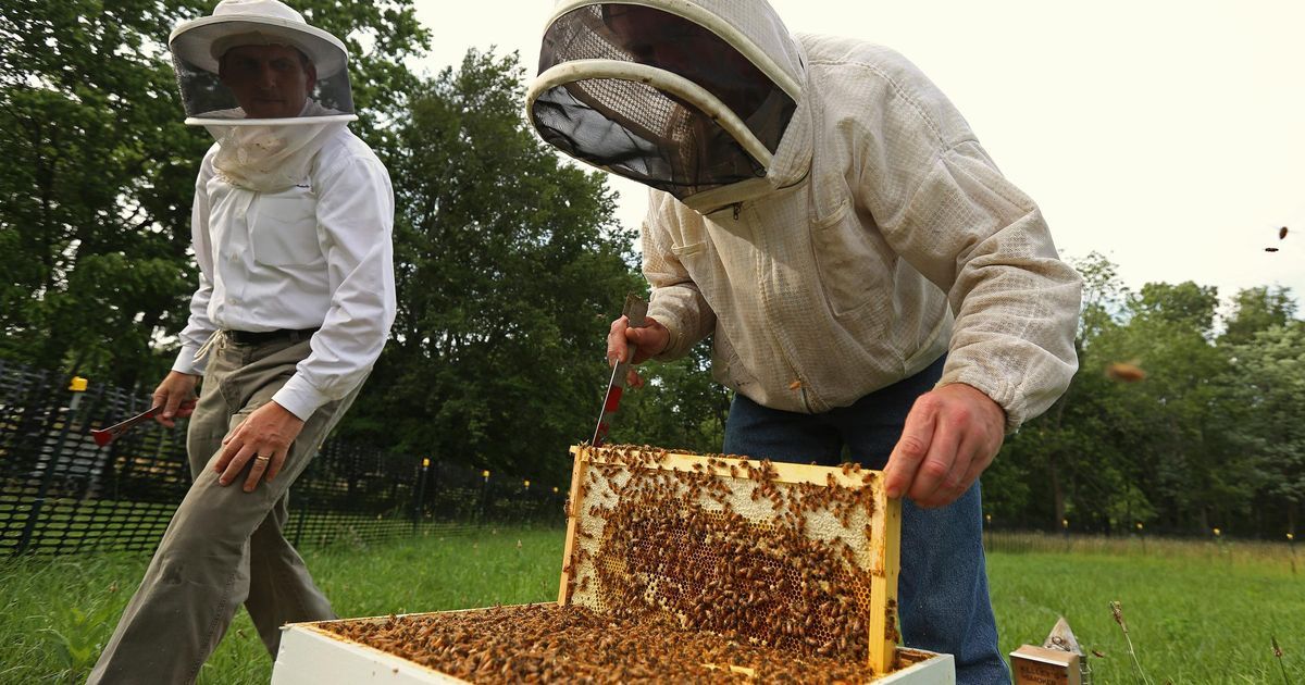 خلايا نحل جوالة لإنتاج العسل الطبيعي-02
