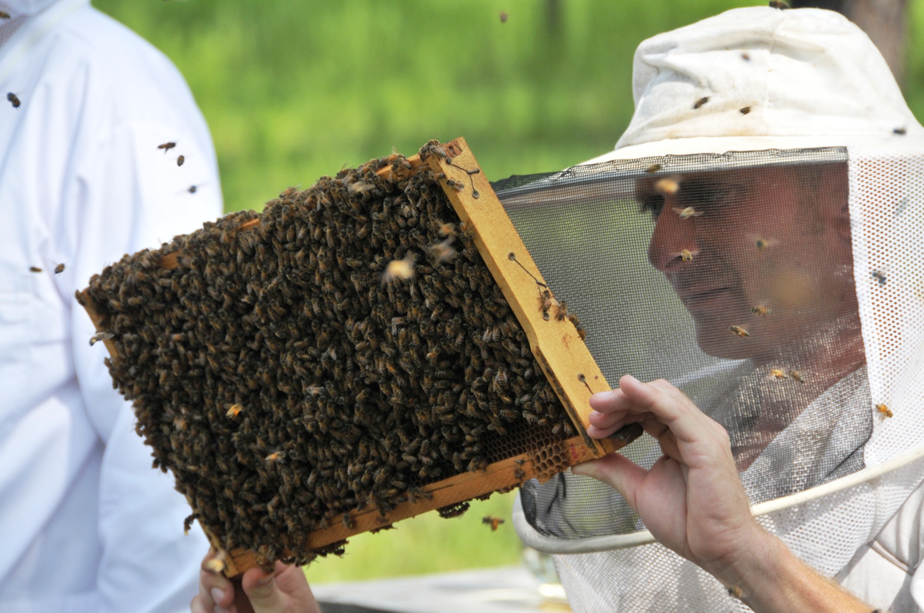 خلايا نحل جوالة لإنتاج العسل الطبيعي-03