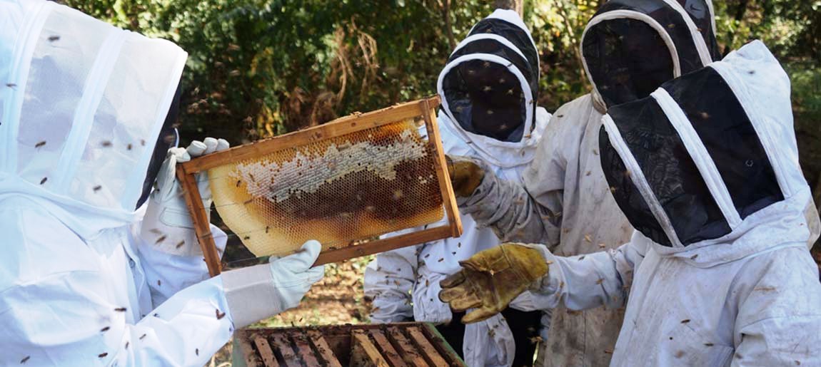 خلايا نحل جوالة لإنتاج العسل الطبيعي-04