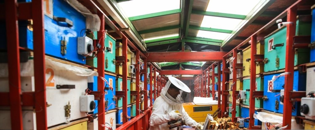 خلايا نحل جوالة لإنتاج العسل الطبيعي