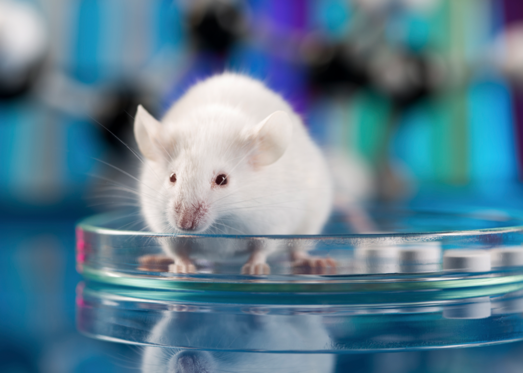 استخدام الخلايا الجذعية في علاج السكري عند الفئران