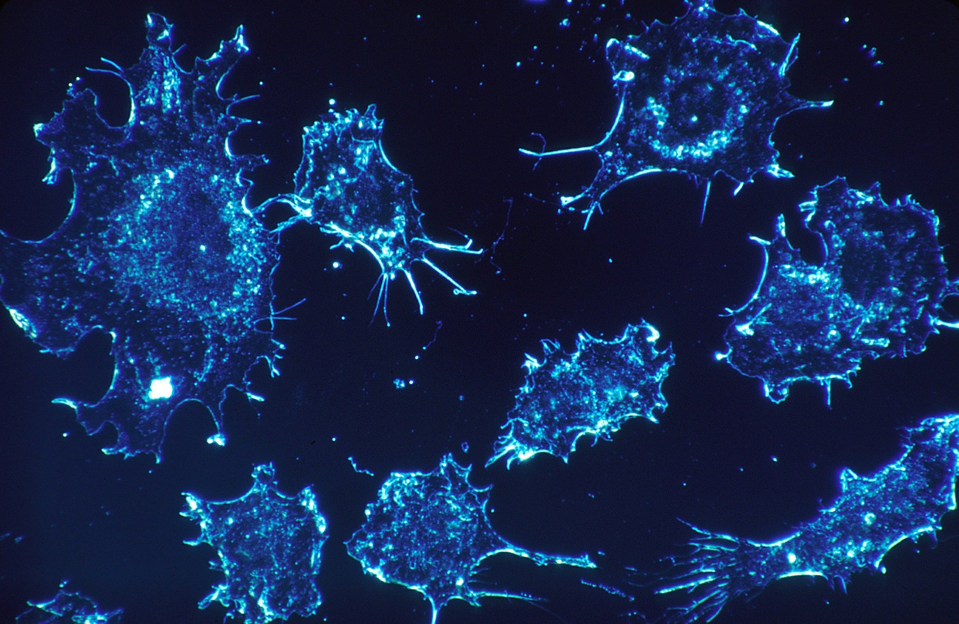 فريق بحث من أبوظبي يطور ناقلات نانوية تستهدف الخلايا السرطانية بدقة بالغة