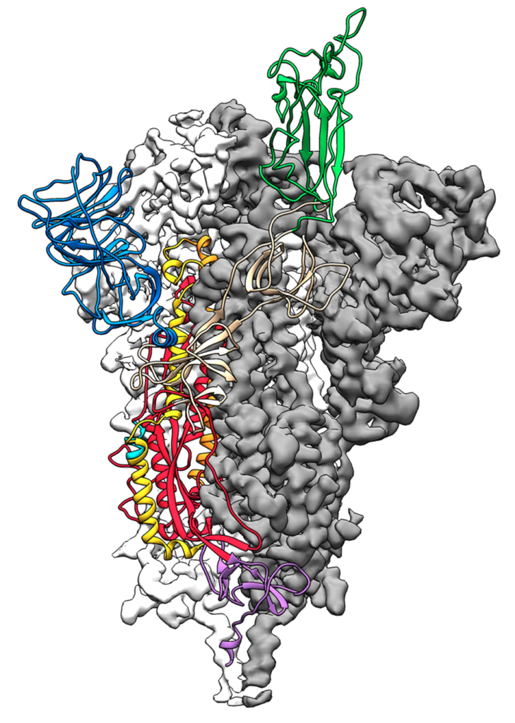 فيروس كورونا المستجد - البصمة البروتينية