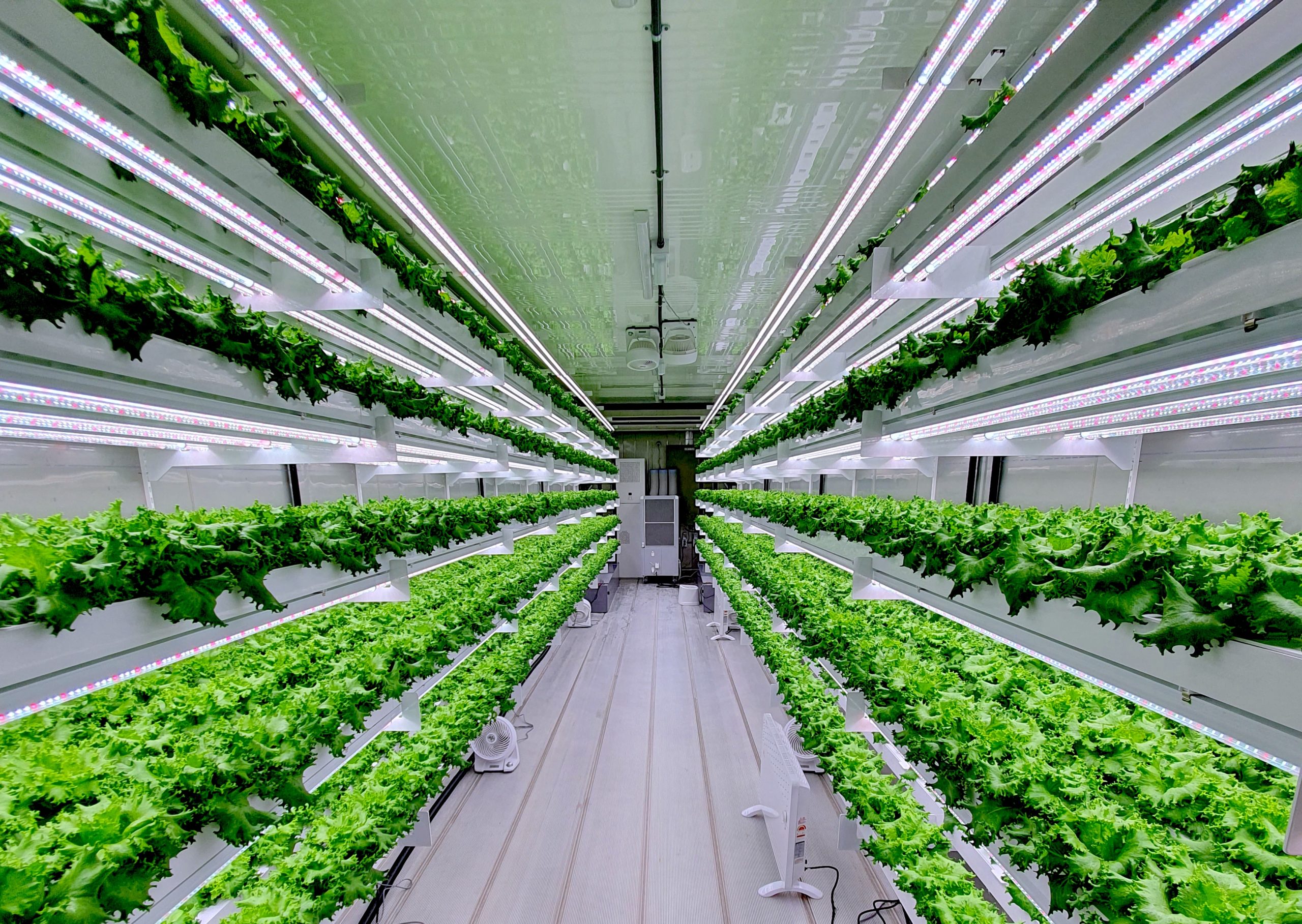 سمارت أكيرس تتبنى تقنيات مستدامة لتوفير المحاصيل الخضراء المنُتجة محلياً