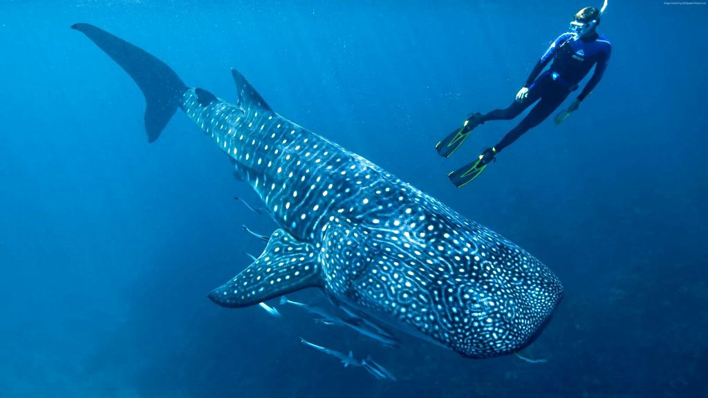 هيئة البيئة - أبوظبي و”ذا ناشونال اكواريوم” ينجحان في إنقاذ أحد أسماك قرش الحوت وإعادته إلى مياه الخليج العربي